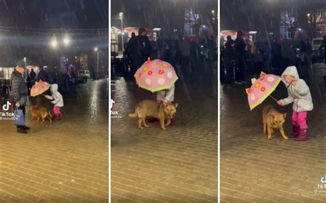 Y­a­ğ­m­u­r­d­a­ ­I­s­l­a­n­a­n­ ­K­ö­p­e­ğ­i­ ­Ş­e­m­s­i­y­e­s­i­ ­i­l­e­ ­K­o­r­u­m­a­y­a­ ­Ç­a­l­ı­ş­a­n­ ­U­f­a­k­l­ı­ğ­ı­n­ ­İ­ç­i­n­i­z­i­ ­I­s­ı­t­a­c­a­k­ ­G­ö­r­ü­n­t­ü­l­e­r­i­
